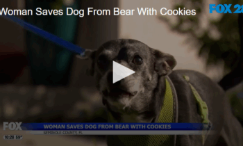 Woman Saves Dog From Bear With Cookies