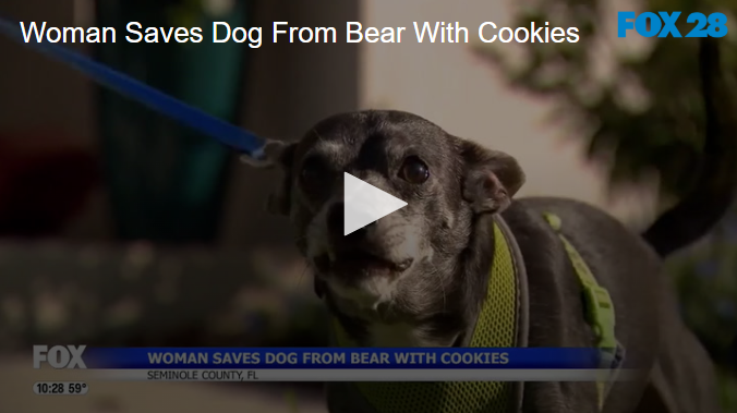 Woman Saves Dog From Bear With Cookies April 29 2025