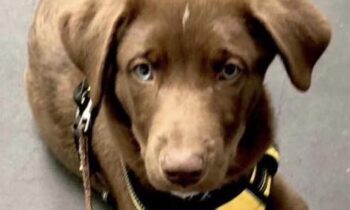 WHAT’S THE MOST MEMORABLE DOG-TRAINING CLASS YOU EVER TOOK?