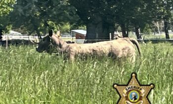 Roaming cow in Grant County seeking to be united with owner