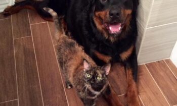 DOES YOUR PET HAVE A BESTIE?