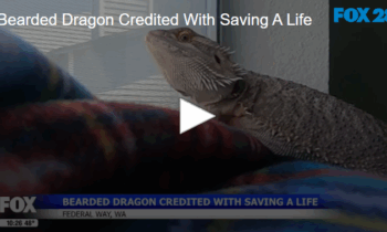 Bearded Dragon Credited With Saving A Life