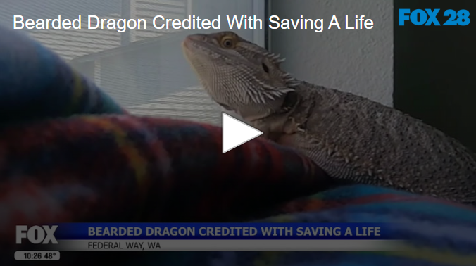 2025-05-23 104307 | FOX 28 Spokane Bearded Dragon Credited With Saving A Life May 23 2025