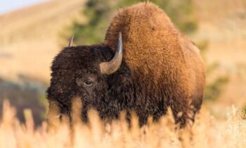 Bison injures tourist in Yellowstone, safety reminder issued