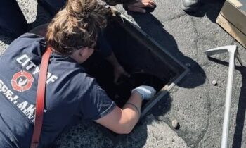 Moses Lake firefighters rescue ducklings from storm drain