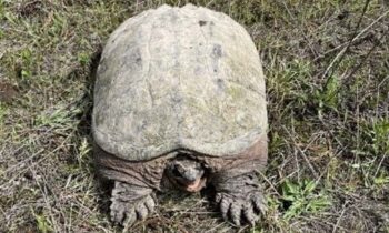 Invasive snapping turtle apprehended in Pend Oreille River