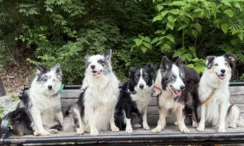 PART ONE: YOUR DOG IS BORED/LONELY; ADD A SECOND DOG … OR NOT?