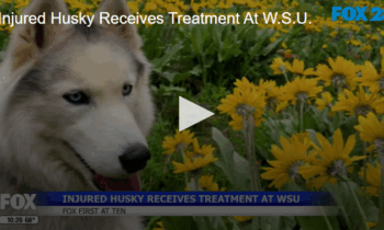 Injured Husky Receives Treatment At W.S.U.