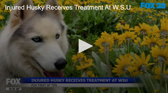 Injured Husky Receives Treatment At W.S.U. June 27 2025