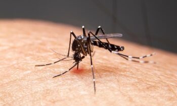 West Nile virus detected in Yakima, first detection in mosquitos this year