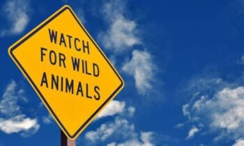 New action plan aims to protect wildlife on Washington State roads