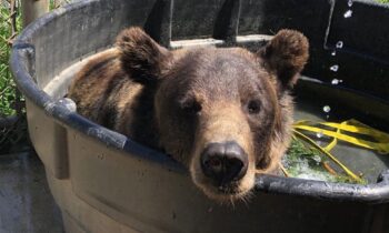 WSU Police asks visitors to stop poking research bears