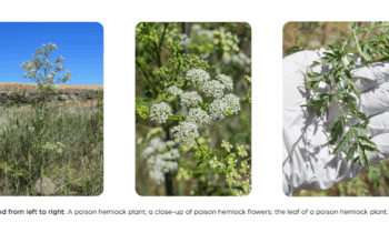 ‘Poison hemlock can be deadly’, warns Whitman County Public Health