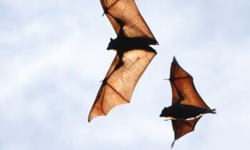 Bat tests positive for rabies in Spokane County