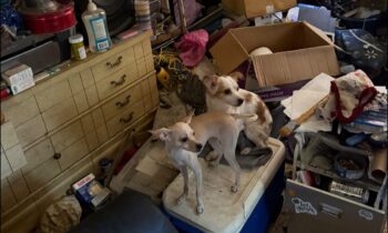 Mobile home rescue saves 22 dogs in Lapwai