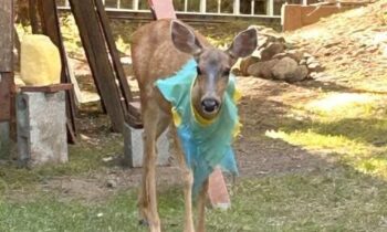 Mason County deer freed from swim vest by wildlife specialist