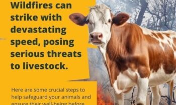 WSDA offers wildfire preparedness tips for Washington animal owners