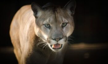 Mountain lion injures child at Olympic National Park