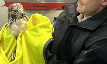 Shoshone County rescues injured bird, nicknamed ‘Tony Hawk’