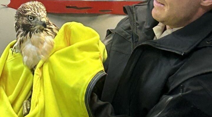 68800f179fb4dimagejpg | FOX 28 Spokane