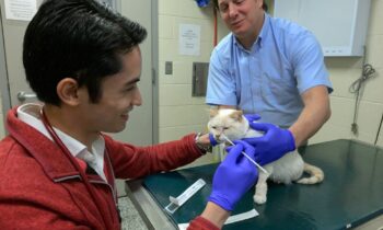 Washington State University unveils test to detect kidney disease risk in cats
