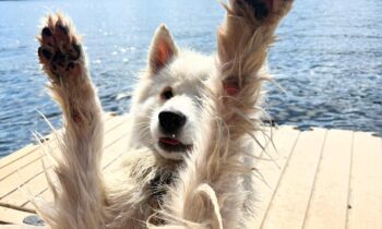 PART TWO: YOUR DOG IS BORED/LONELY; ADD A SECOND DOG … OR NOT?