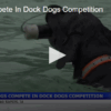 Dogs Compete In Dock Dogs Competition June 2 2025
