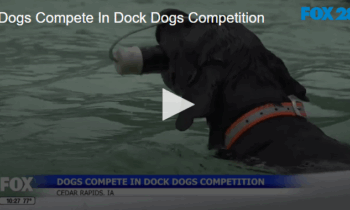 Dogs Compete In Dock Dogs Competition