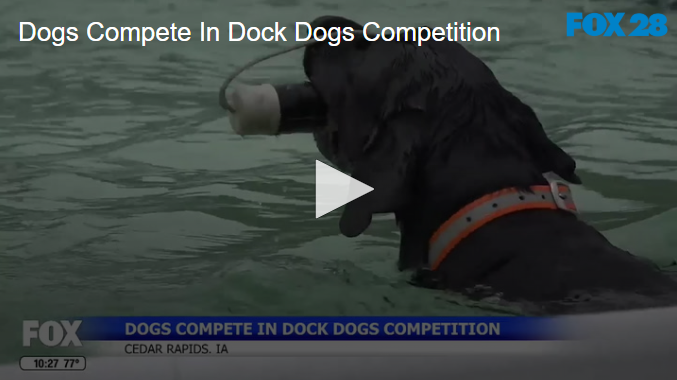 Dogs Compete In Dock Dogs Competition June 2 2025