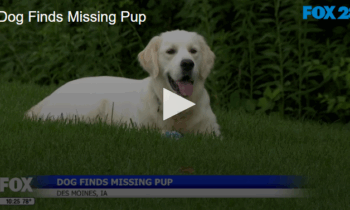 Dog Finds Missing Pup