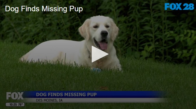 Dog Finds Missing Pup July 9 2025