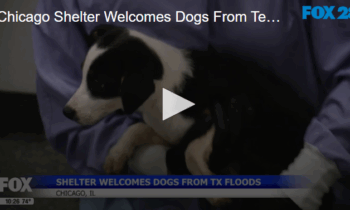 Chicago Shelter Welcomes Dogs From Texas Floods