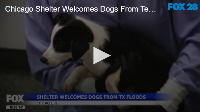 Chicago Shelter Welcomes Dogs From Texas Floods July 18 2025
