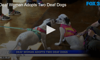 Deaf Woman Adopts Two Deaf Dogs