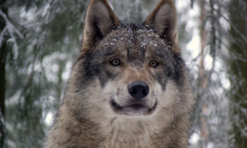 Idaho wolves remain under state control amid federal debate