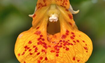 Washington State bans sale of 19 new noxious plant species