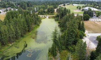 Chuck Slough faces harmful algal bloom after recent water sampling