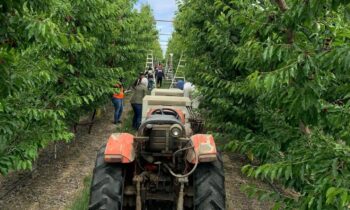 Washington apple growers face labor shortages despite record crop