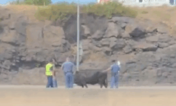 Cow loose on I-90 in Spokane blocks lanes, traffic backed up near Dickson St. off-ramp