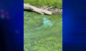 Harmful liver toxins found in algae in Snake River near Clarkston