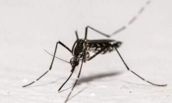 West Nile Virus detected in Kennewick