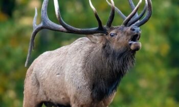 North Idaho hunters can expect strong big game season