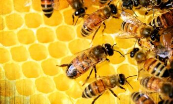Washington state honeybee losses lower than national average, but pollinator decline still a concern