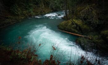 Washington National forests threatened by new federal rulemaking, attorney general says