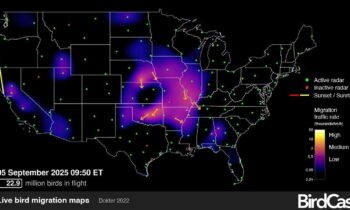 Radar maps track real-time bird migration at night