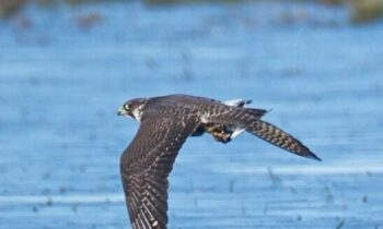 Researchers urge ‘lights out’ as over 12 million birds migrate across Washington state