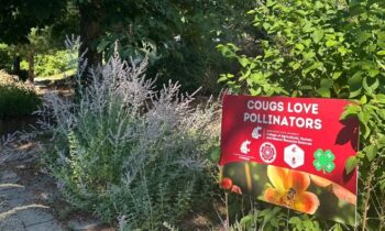 Washington State University to receive state grant for bee program