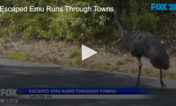 Escaped Emu Runs Through Towns