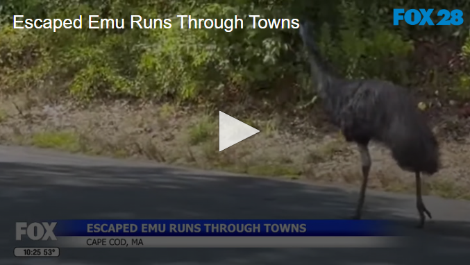 Escaped Emu Runs Through Towns Sept 16 2025