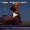 Dog Owner Dresses Like Dog For Walks Sept 23 2025